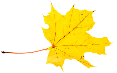Autumn, Leaves, Leaf, Png - Gambar Daun Pixabay Diatas Air Animasi Bergerak (510x340)