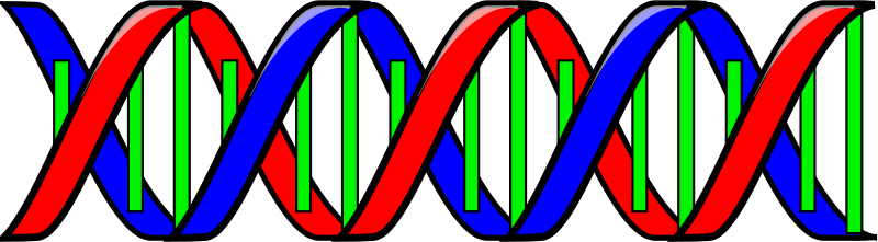 Get Notified Of Exclusive Freebies - Dna Double Helix Clip Art (1280x640)