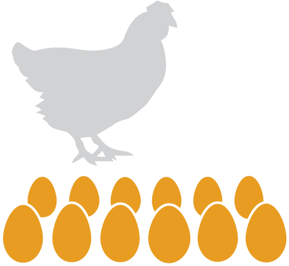 Eggs Dozen - Chicken (601x601)