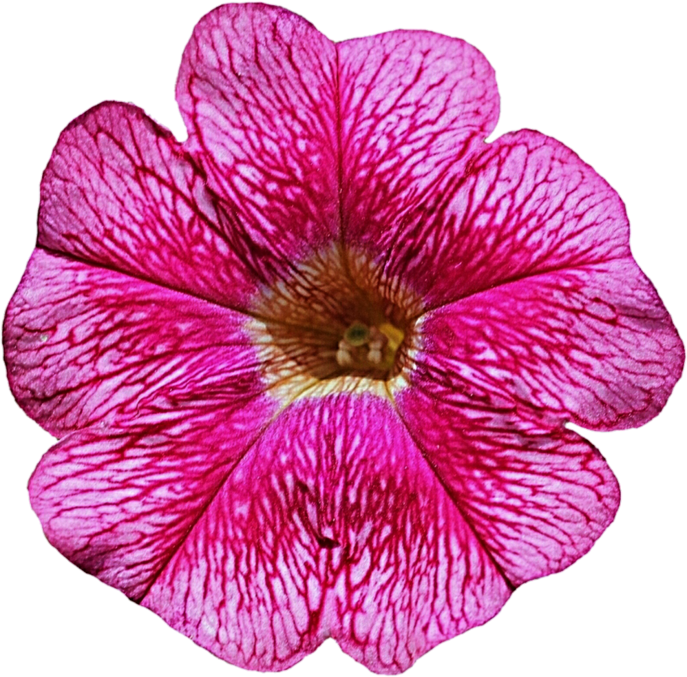 Purple Flower Clipart Petunia - Clip Art (1024x998)