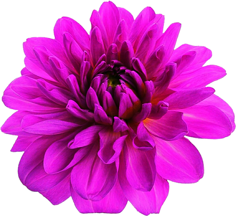 Dark Pink Dahlia By Jeanicebartzen27 Dark Pink Dahlia - Flowers To Print (1024x930)