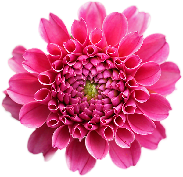 Pink Dahlia - Beautiful Flowers With White Background (600x583)