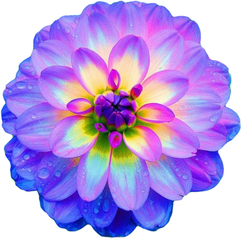 Dahlia It Almost Glows The Colors Are Gorgeous Blue - Pretty Flowers (500x495)