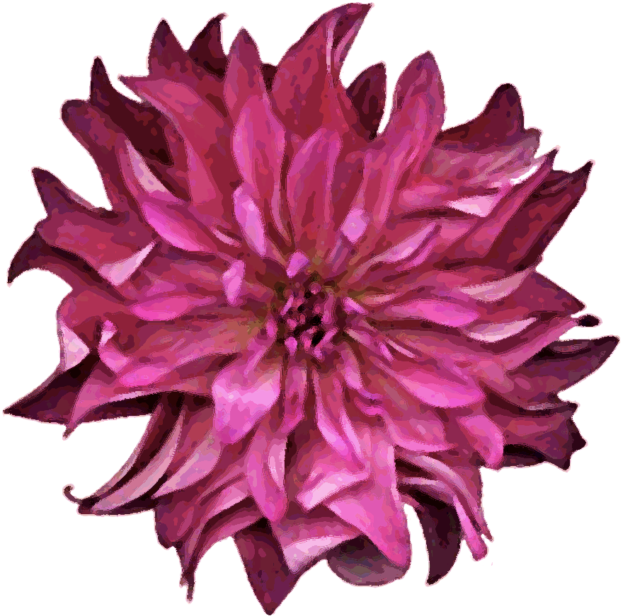 Deb's Flower Farm Www - Dahlia (906x890)
