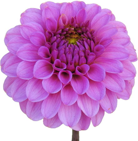 Dahlia Pink Flower Garden Dahlia Garden Is - Dalia Rosa Png (640x480)