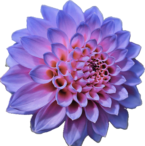 Image Image Image Image Image - Purple Flower No Background (488x492)
