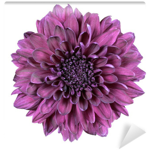 Purple Chrysanthemum Flower Isolated On White Wall - Deset Žen - Marcela Serranová E-kniha (400x400)