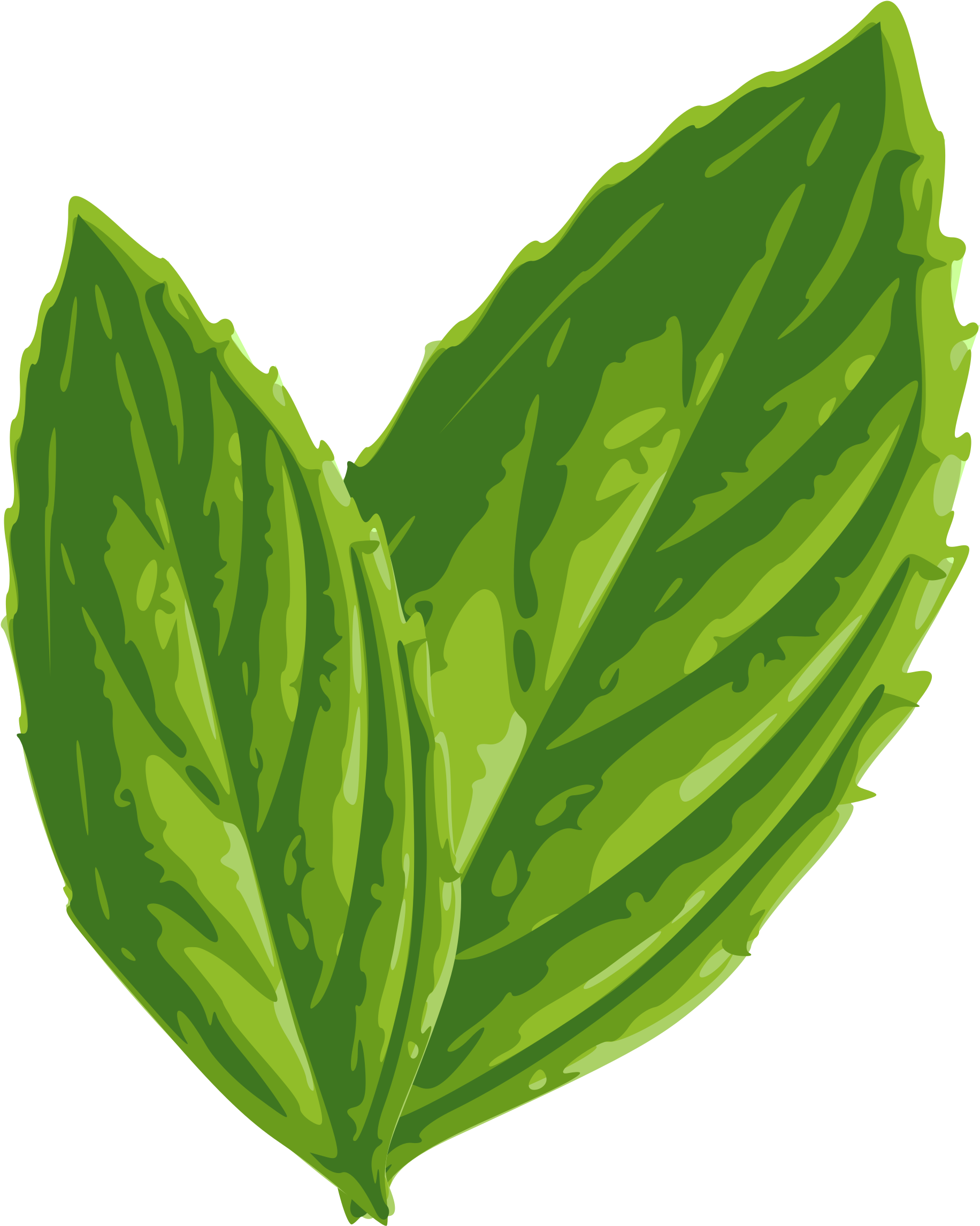 Drawn Mint Botanical Illustration - Mint Leaf Png Vector (1941x2400)
