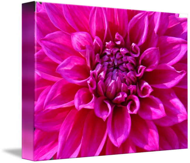 Share On Tumblr - Dahlia (650x560)