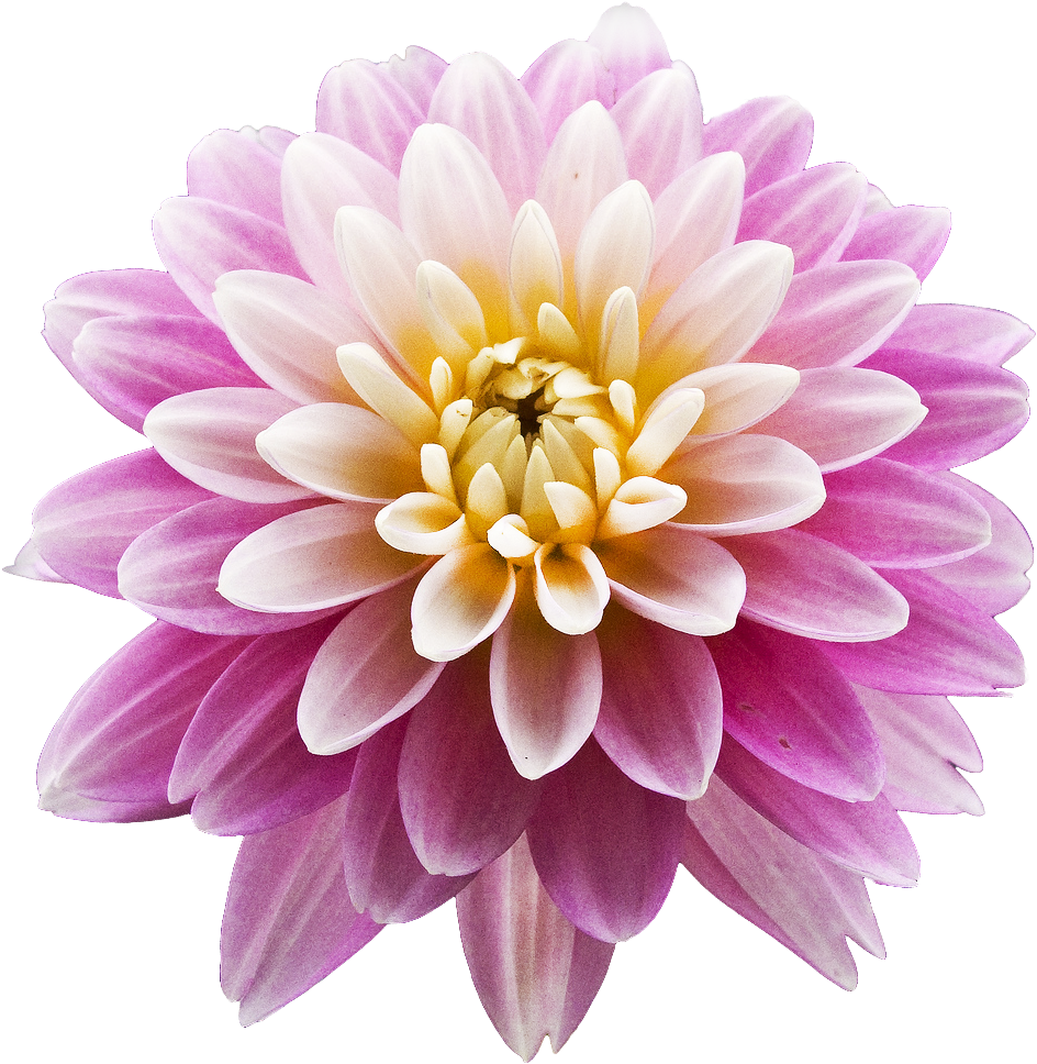Dahlia Download Transparent Png Image - Dahlia Png (955x974)
