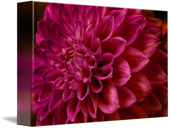 "luscious Pink" Dahlia Flower By Soulful Photos - Dahlia (650x489)