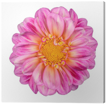 Pink White Dahlia Flower With Yellow Center Isolated - Fleur Rose Et Jaune (400x400)