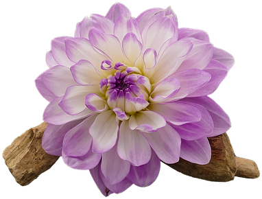 Free Photo Dahlia White Dahlia Flower Cut Out Violet - Violet Flower On White (510x340)