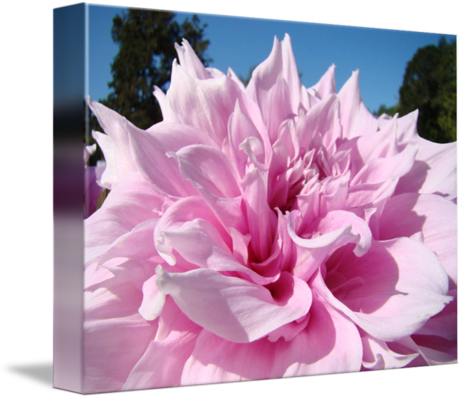 Floral Pink Dahlia Flower Art Prints Botanical By Baslee - Common Peony (650x560)