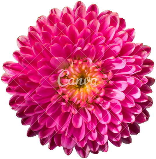 Isolated Flower With Pink Petals - Bathroom (543x550)