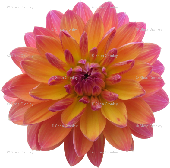 Dahlia (576x575)
