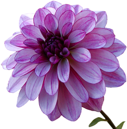 Peonies - Dahlias (500x451)