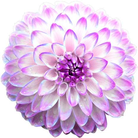 Chrysanthemums - Animated Flowers Gif Png (481x480)