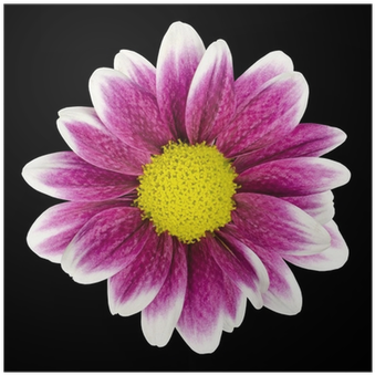 Purple Dahlia Flower With Yellow Center Isolated Poster - Art Print: Tr3gi's Big Selection Of Colorful Flowers (400x400)