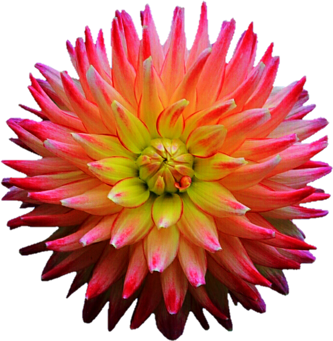 Pink And Purple Spiked Dahlia By Jeanicebartzen27 - Clip Art (719x716)