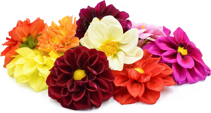 Dahlia Png File - Dahlia Png (872x469)