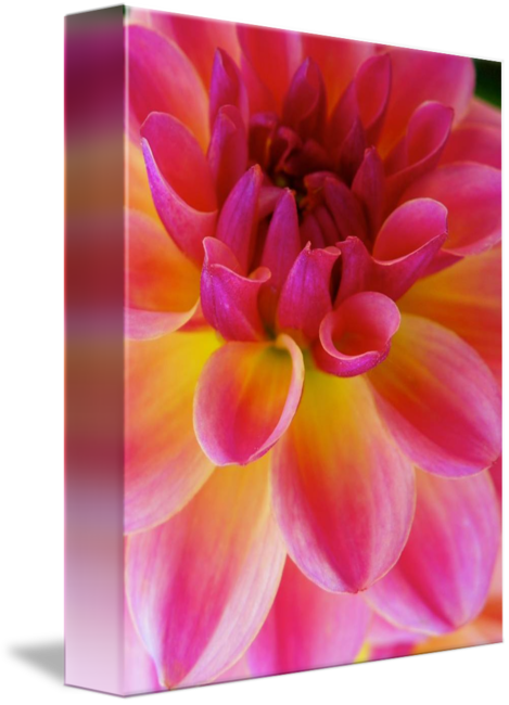 Dahlia (469x650)