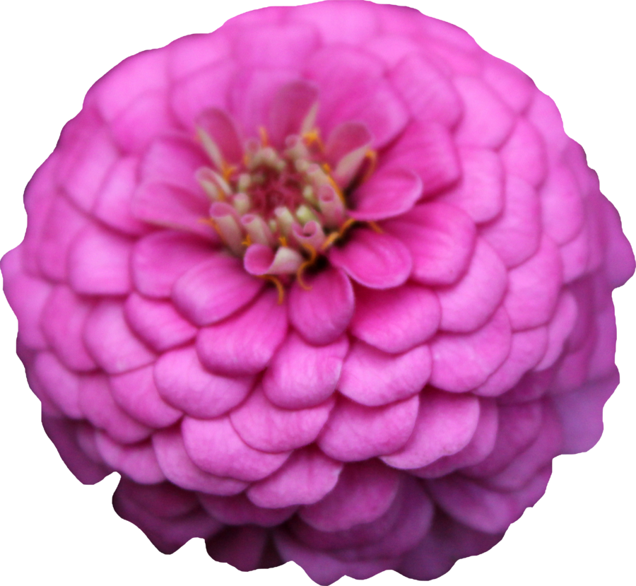 Pink Snowbunny 48 2 Pink Zinnia Png By Thy Darkest - Psd (900x829)
