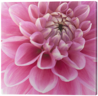 Dahlia (400x400)