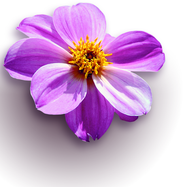 Dreaming Dahlia - Garden Cosmos (635x648)