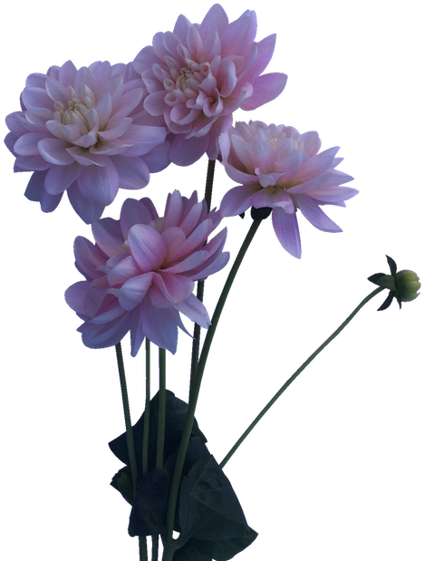 Bunch Of Blush Or Baby Pink Dahlias Perfect For Whimsical, - Daliha Flower Plant Png (622x622)