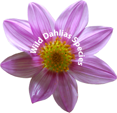 The Wild Dahlias - Wild Dahlia (398x384)