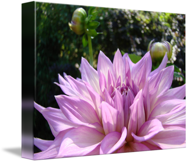 Pink Purple Dahlia Flower Art Print Baslee By Baslee - Dahlia (650x560)