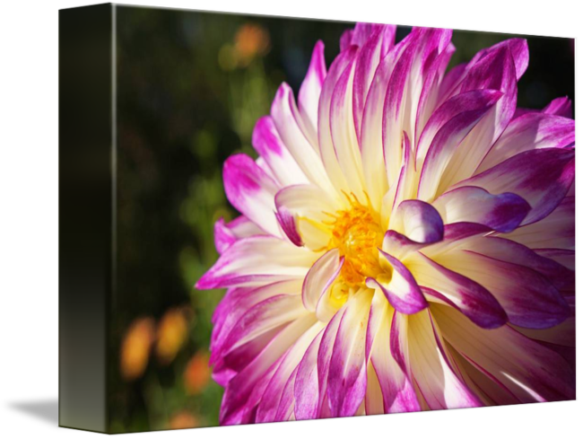White Purple Dahlia Flowers Fine Art Prints Gifts By - Die Wochen-gruß-karten Der Glücklichen Grußkarte (650x489)