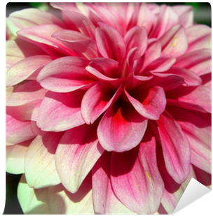 Dahlia (400x400)