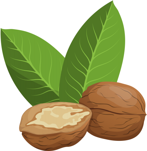 Watercolour Clip Art Illustrations Of Culinary Nuts - Walnuts Clipart Png (485x500)