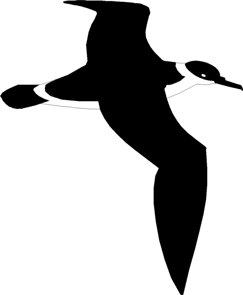 Shearwater Boats - Seabird (844x1024)