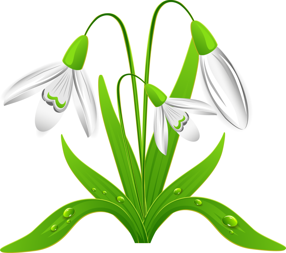 Jar - Snowdrops Clipart (960x848)