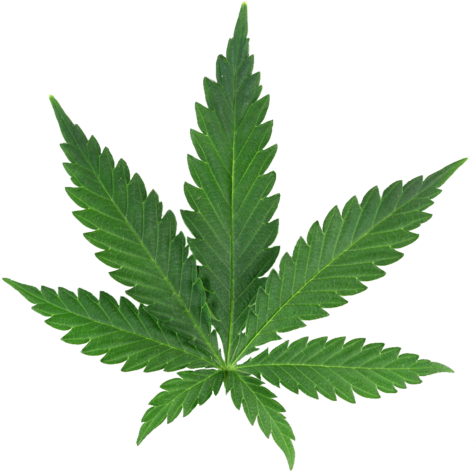 Weed Tumblr - Weed Leaf (500x500)
