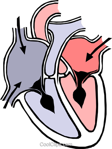 Heart Chambers Royalty Free Vector Clip Art Illustration - Heart Diagram (361x480)