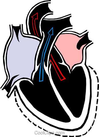 Heart Chambers Royalty Free Vector Clip Art Illustration - Beneficios De La Resistencia Aerobica (346x480)