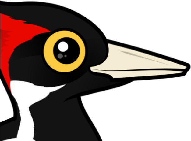 Rare Clipart Ivory - Ivory Billed Woodpecker Birds (640x480)