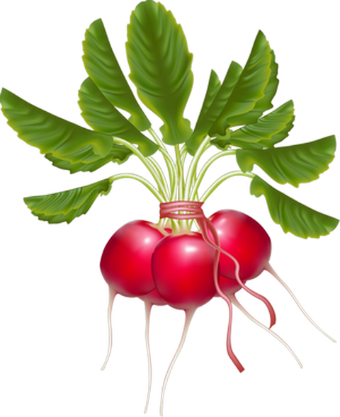 Daikon Vegetable Turnip Clip Art - Radish (480x589)