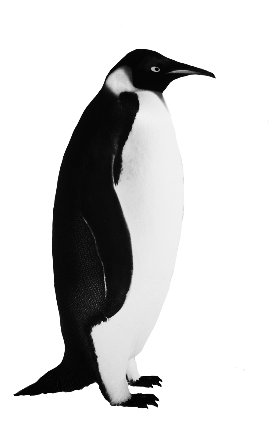 Funny Penguin Clip Art - Realistic Penguin Clip Art (945x1417)