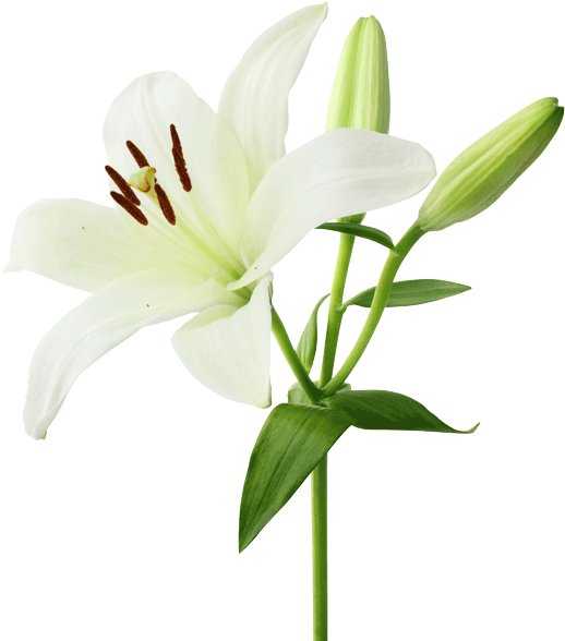 Grower Remendations - White Lily Flower (600x614)