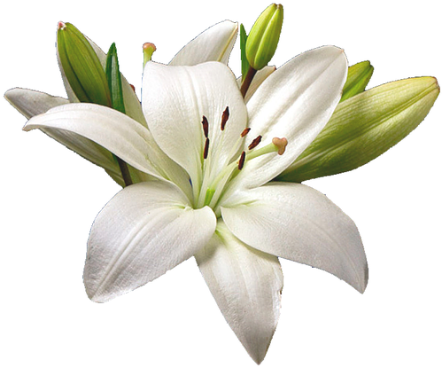 Our Goals - Ak Zambak Faruk Gökbulut Akil Fi̇ki̇r Yayinlari (570x530)