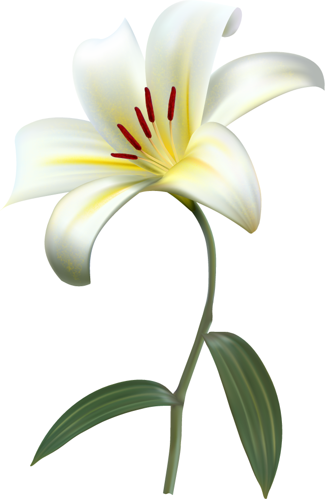 Изображение Для Плейкаста - Lily Flower Png (641x985)