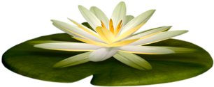 Tubes Fleurs En Png - Portable Network Graphics (500x280)