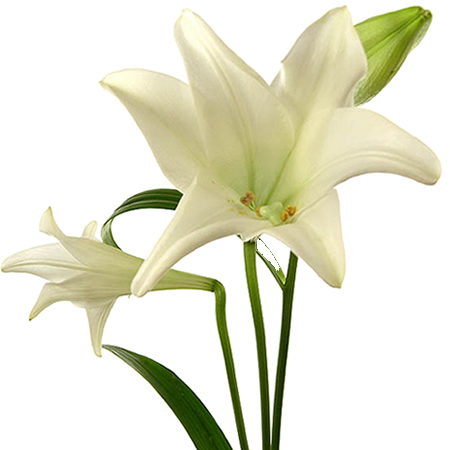 Publicado Por Mari Cruz Vg En - Orquideas Blancas (450x450)