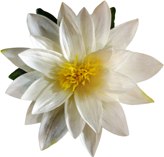 Floating Water Lily - Sacred Lotus (800x600)