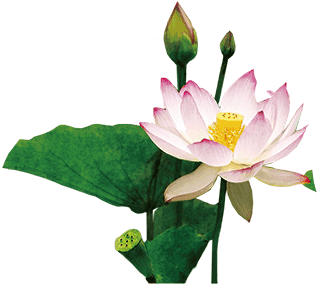 3 - 莲花 图 (414x414)